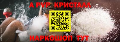 спайс Кингисепп